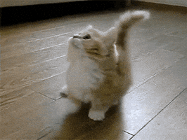 confused cat GIF