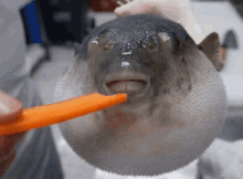 oh-blow-fish.gif