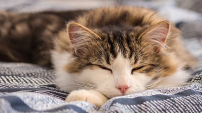 animal-emergency-center-cat-sleep.jpeg