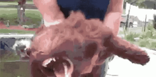 dog-bark.gif